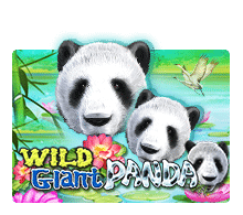 c2 slotxo - Wild Giant Panda