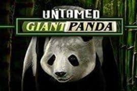 Untamed Giant Panda สล็อต Microgaming จาก slotxo ฝาก wallet