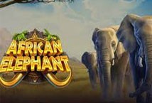 African Elephant Pragmatic Play slotxo